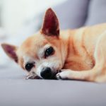 Is a Chihuahua the Right Dog for You?