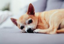 Is a Chihuahua the Right Dog for You? Is a Chihuahua the Right Dog for You?