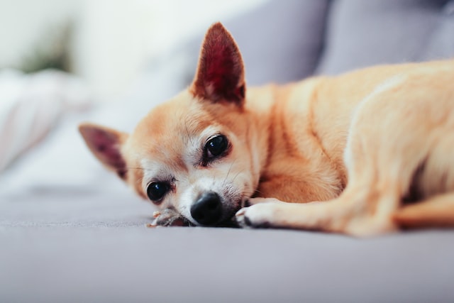 Is a Chihuahua the Right Dog for You? Is a Chihuahua the Right Dog for You?