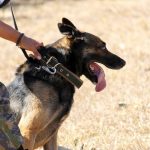 Malinois and German Shepherds