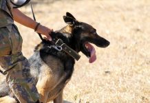 Breeds Used as Police Dogs & in the Military & Emergency Services Malinois and German Shepherds