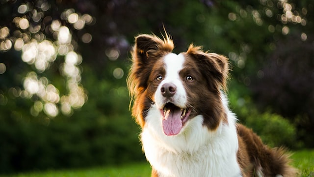 Most Brilliant Canine: The Border Collie, Pet or Relationship? Most Brilliant Canine: The Border Collie, Pet or Relationship?
