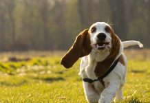 Basset Hounds – To know them, is to love them Basset Hounds - To know them, is to love them