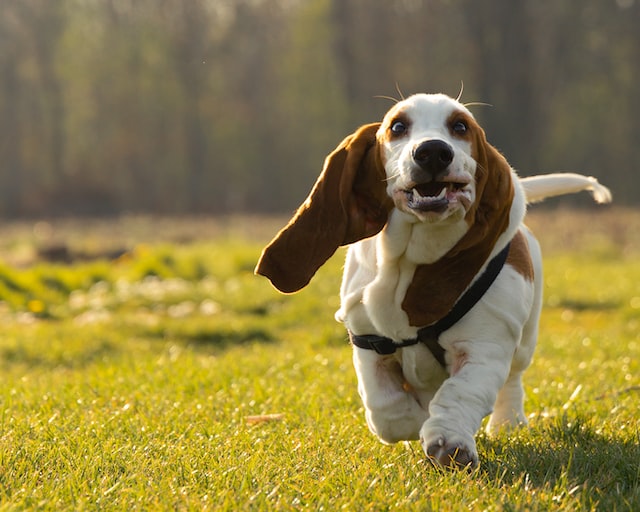 Basset Hounds – To know them, is to love them Basset Hounds - To know them, is to love them
