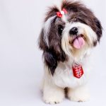 Dog Breeds : Shih Tzu