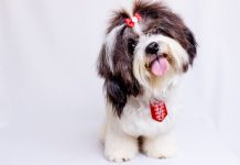 Dog Breeds : Shih Tzu Dog Breeds : Shih Tzu