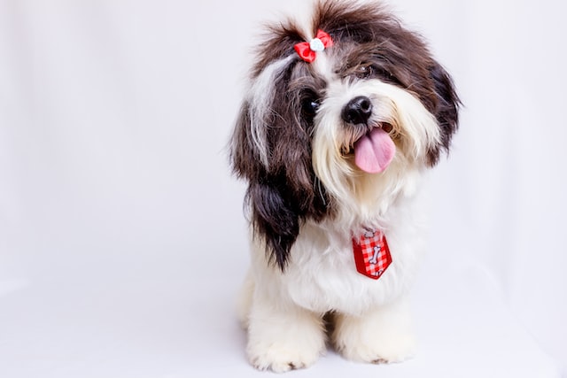 Dog Breeds : Shih Tzu Dog Breeds : Shih Tzu
