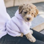 Heart Disease in Dog