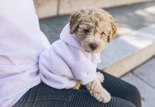 Heart Disease in Dog Heart Disease in Dog