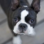 Boston Terriers