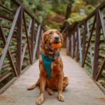 Dog Obedience Training