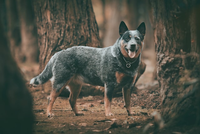 Blue Heeler: Not Your Ordinary Dog Blue Heeler: Not Your Ordinary Dog