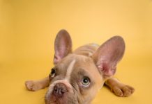 The Most Difficult Dog Breeds to Own The Most Difficult Dog Breeds to Own