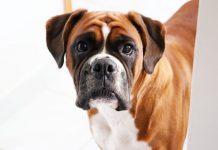Is a Boxer a Good Dog for You? Is a Boxer a Good Dog for You?