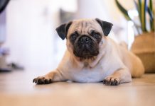 Should You Own a Pug? Should You Own a Pug?