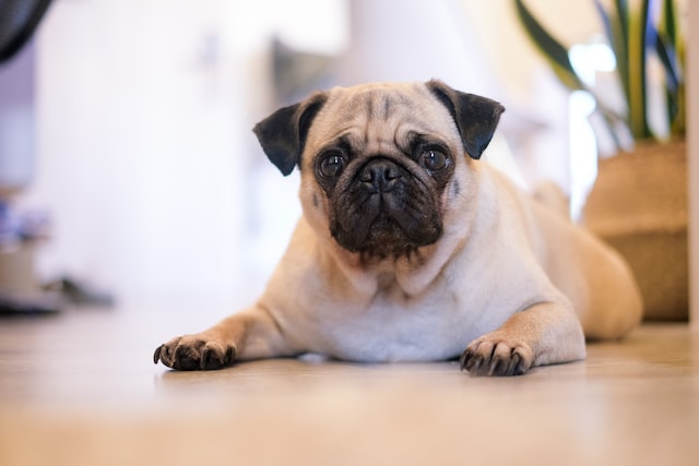 Should You Own a Pug? Should You Own a Pug?