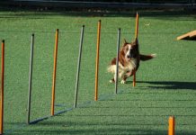 Easiest Tricks to Teach Your Dog Easiest Tricks to Teach Your Dog