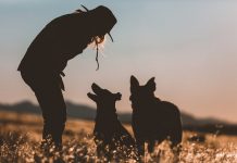 Hunting Dog Training Hunting Dog Training