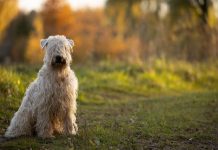 Choosing a Dog – The Kerry Blue Terrier The Kerry Blue Terrier