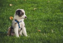 How Much Exercise Should Your Puppy Get How Much Exercise Should Your Puppy Get