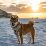 Dog Training Collars