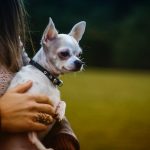 Physiology of Dog Hair Loss