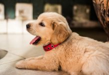 Socializing Your Puppy Socializing Your Puppy